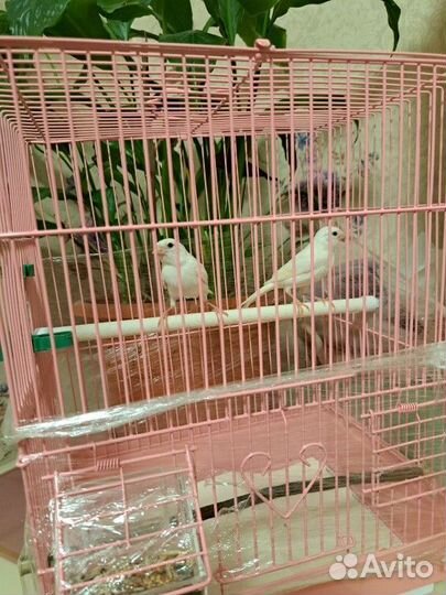 Кенара и канарейки