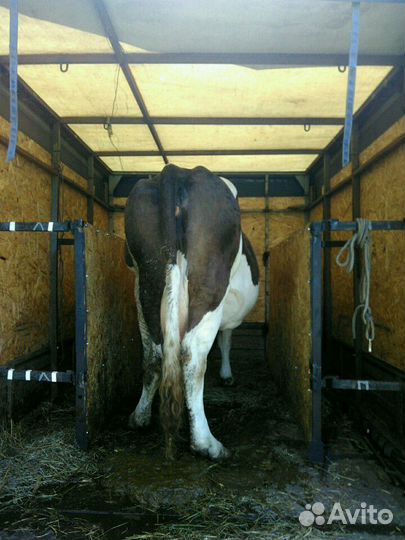 Перевозка сельскохозяйственных животных