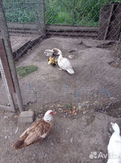 Мускусные утки