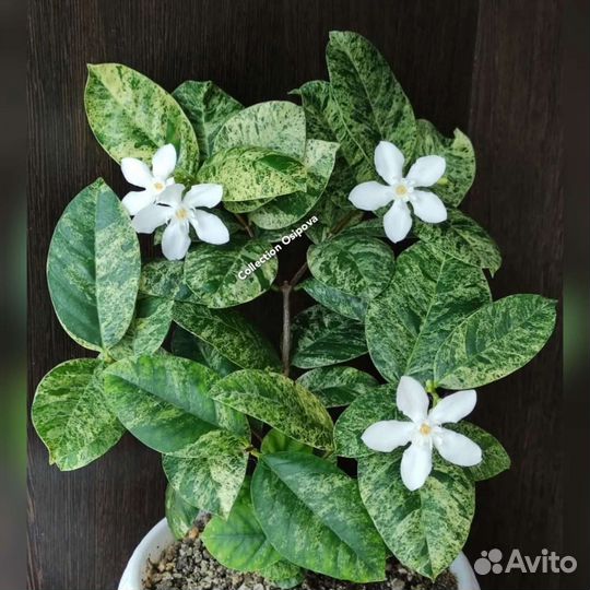 Вариегатные комнатные растения. Редкость