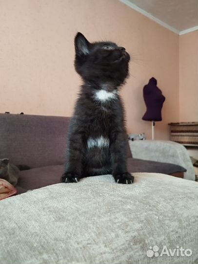 Малышка ищет дом