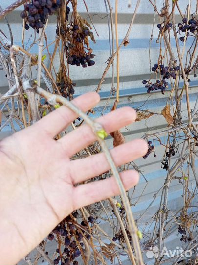 Девичий виноград