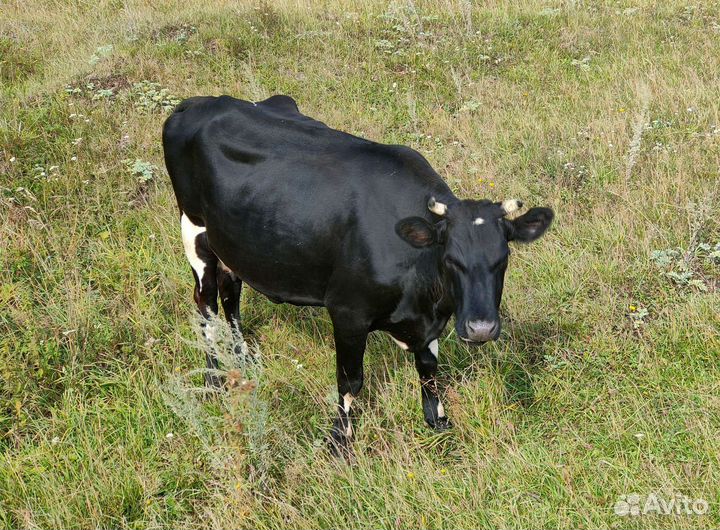 Корова дойная