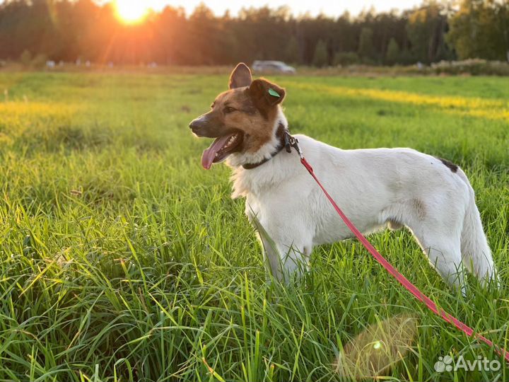 Отдам в добрые руки