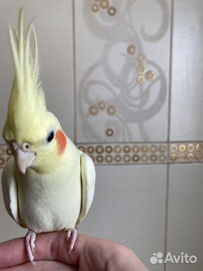 Попугай корелла