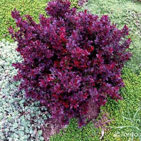 Барбарисы - яркие сорта - Аlena.park