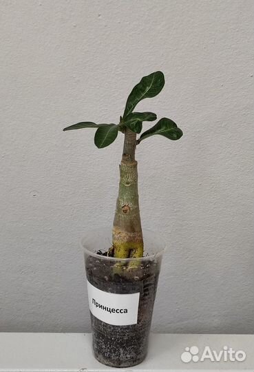 Адениум прививка Принцесса 950