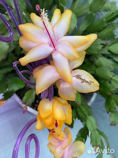 Шлюмбергеры сортовые