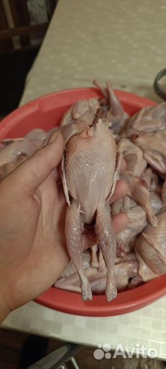 Корм для животных собак кошек кур птицы