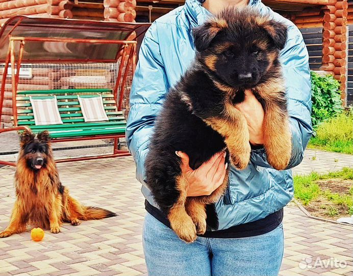 Щенки немецкой овчарки длинношерстной