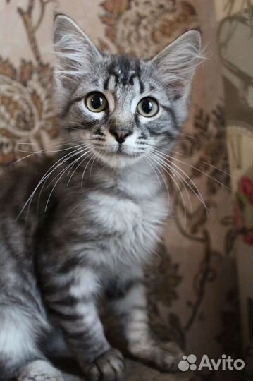 Котёнок девочка метис бесплатно в добрые руки