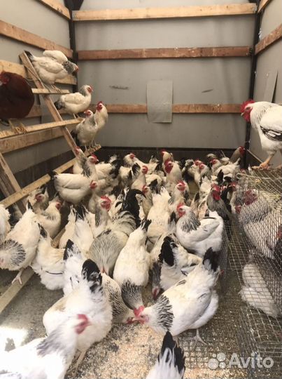 Несущие Куры,Утки,Гуси Холмогоры,Кролики,Петухи