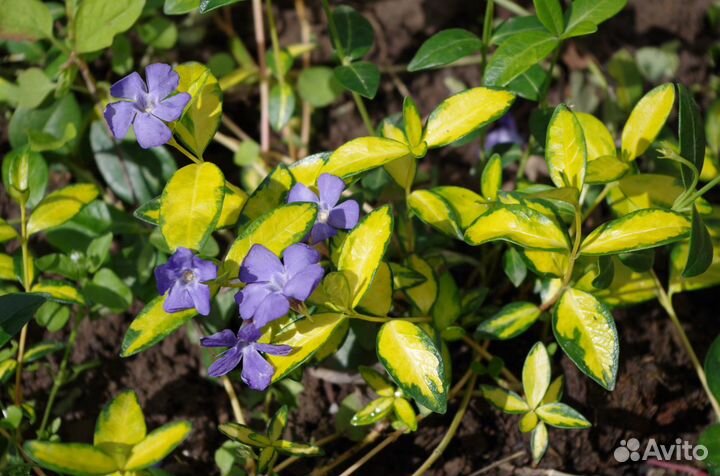 Цветы. Прайс Ч.3 Почвопокровники. Пряные