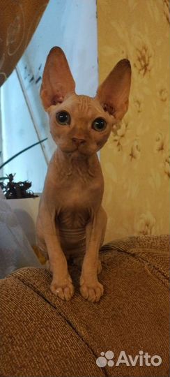 Канадский сфинкс котенок