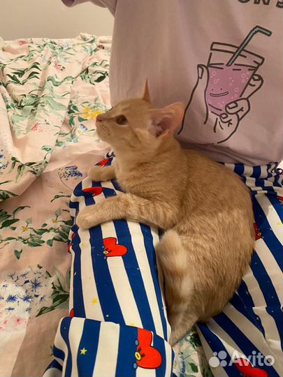 Кошка 4 месяца