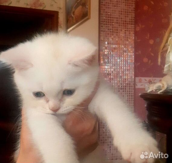 Шотландские вислоухие котята