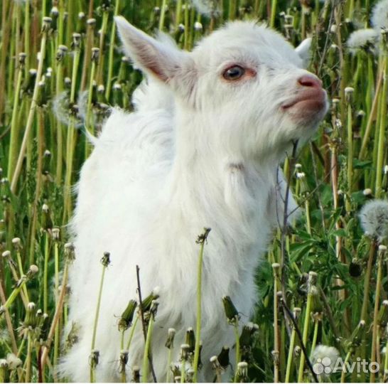Продается козлёнок