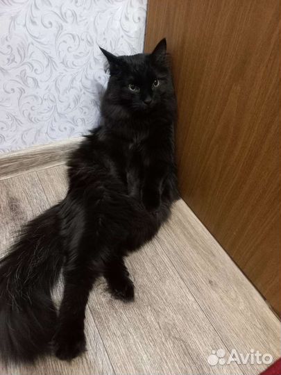 Отдам бесплатно кота