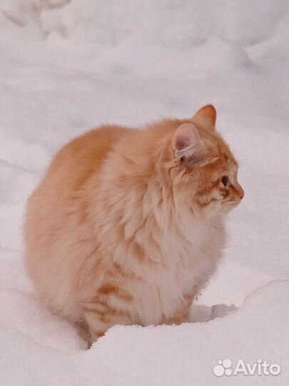 Коты курильский бобтейл