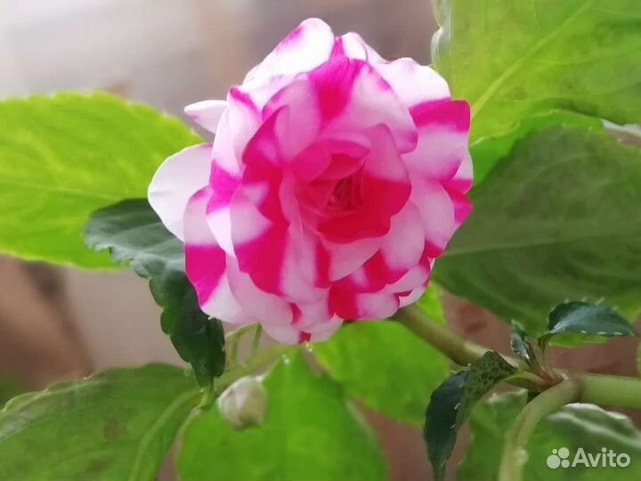 Вечноцветущий бальзамин