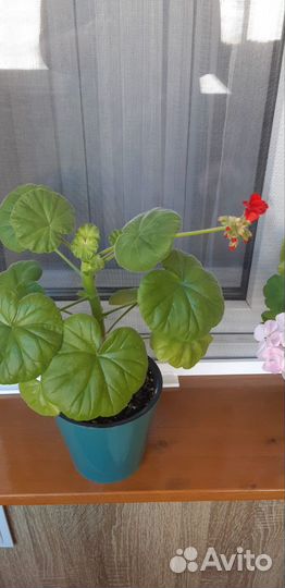 Герань коралловая