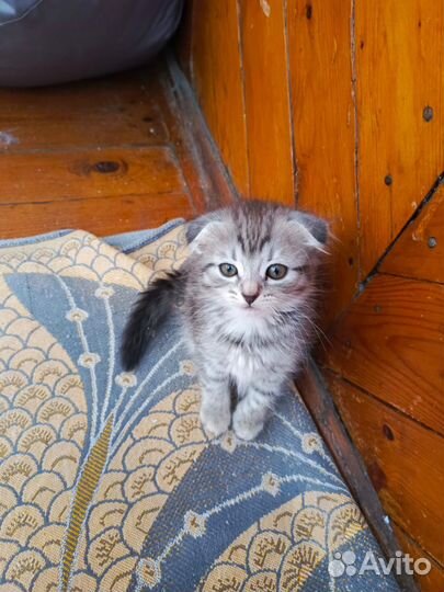 Отдам котёнка девочка