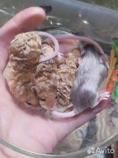 Декоративные мыши