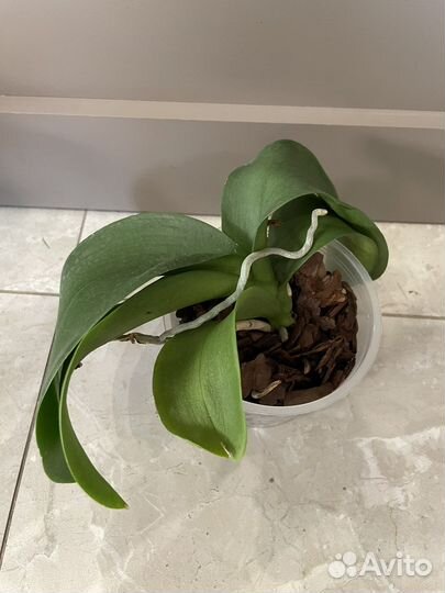 Орхидея фаленопсис белая