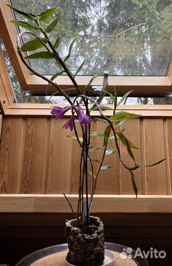 Дендробиум victoria reginae x sulawesiense