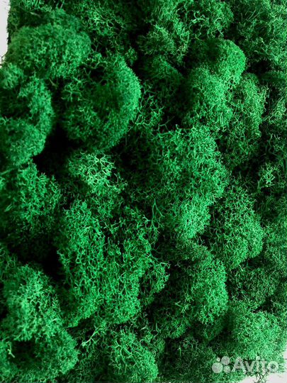 Панно из стабилизированного мха