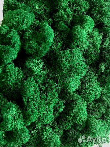 Панно из стабилизированного мха