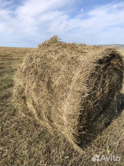 Продам сено в рулонах свежий укос