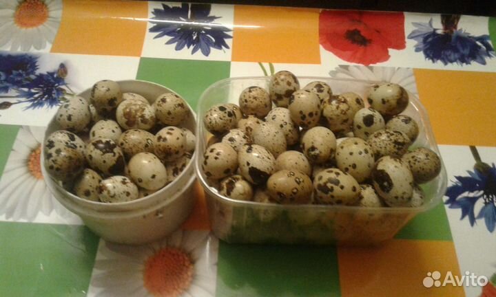Яйца перепелиные