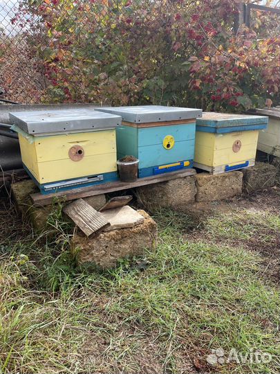 Пчелы улья пасека