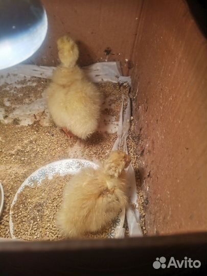 Яйца гусиные