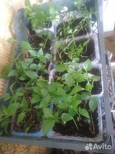 Рассада перцев и помидор