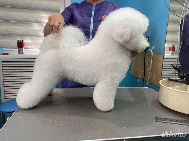 Бишон фризе вязка