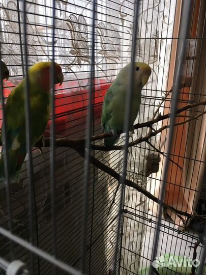 Продам 1 пару попугаев неразлучников и 1 мальчика