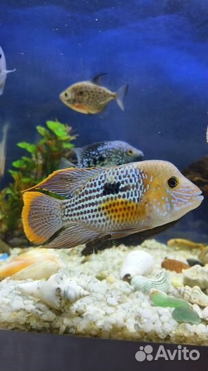 Аквариумные рыбки