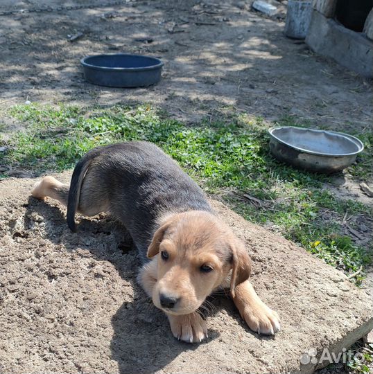Продам щенят русской гончей
