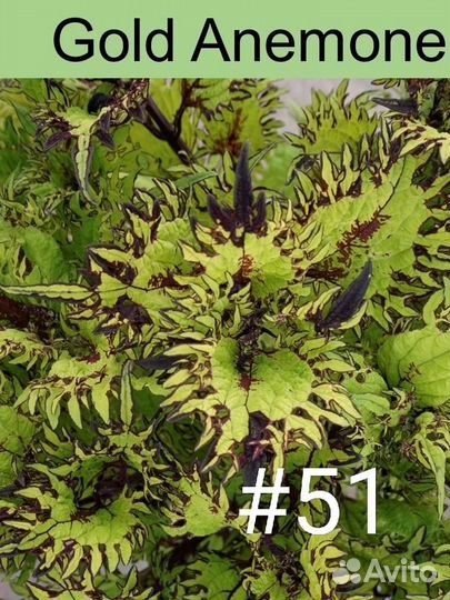 Колеусы вегетативные, сортовые, крапивка