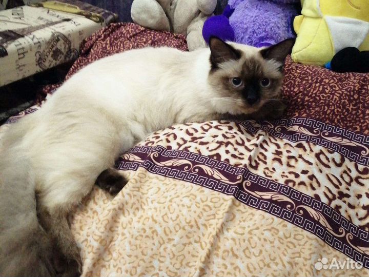 Кошка