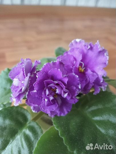 Фиалка ав-Махровая петуния