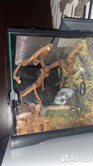 Змея Маисовый полоз с террариумом