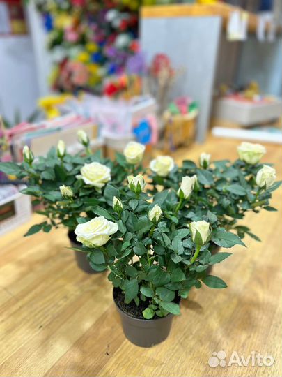 Комнатные растения:Розы