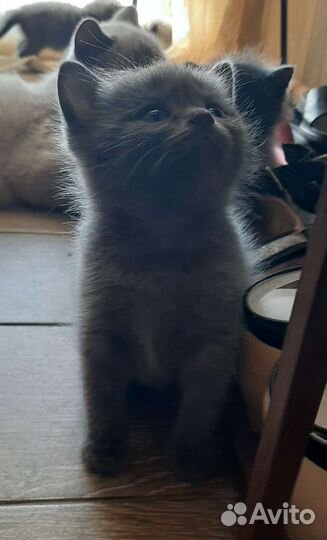 Шотладские котята