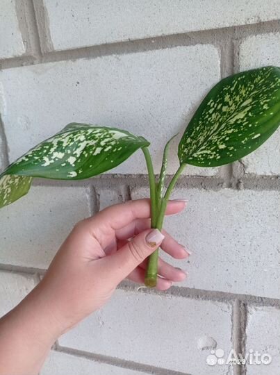 Монстера и диффенбахия