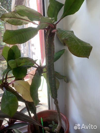 Комнатные цветы