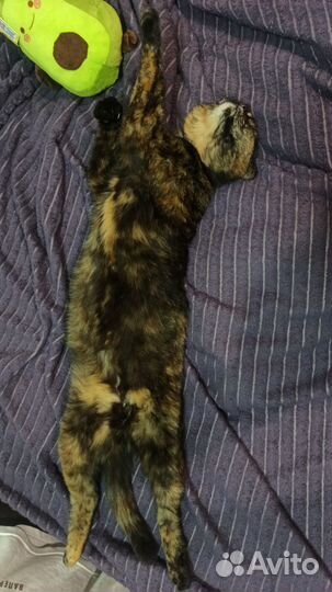 Кошка ищет хозяина