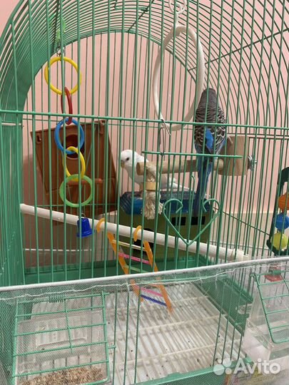 Волнистые попугаи с клеткой